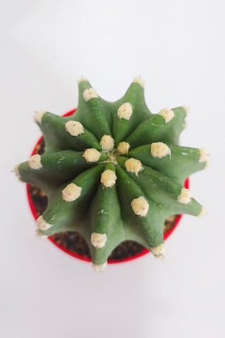 Echinopsis Subdenudata Özel Tür 8.5 CM Kırmızı Kaktüs