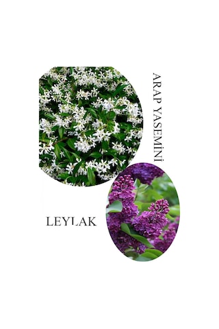 Arap Yasemini Çiçeği 1adet Saksılı 30-50cm+leylak Çiçeği 30-60cm Kokulu Bahçe Seti