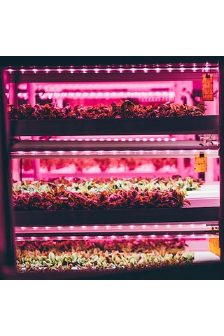 Yaleker 4'lü 30cm Usb Bitki Büyüme Lambası - Pembe-mor Işık, 4 Seviye Parlaklık, 24 Saat Zamanlayıcı, Fotosentezi Artırıcı Mor - Pembe