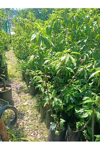 Yeşil Deniz Fidancılık Sweet Lady Nektarin Fidanı 70-120 Cm