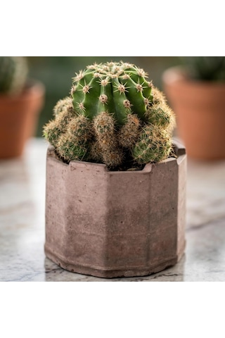 Tr Zevli Ateliera El Yapımı Beton Saksı + Canlı Sukulent & Kaktüs Koleksiyonu Kızıl Toprak, Geo, Echinopsis O