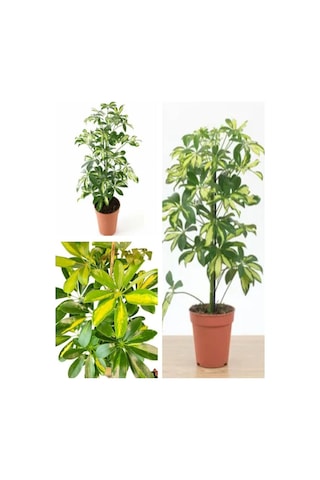 Videolu Çift Dal Alacalı Şeflera Çiçeği 50-80 Cm Saksılı Iç Mekan Bitkileri Schefflera