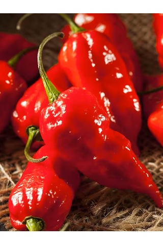 Ghost Pepper & Bhut Jolokia 1 Milyon Scoville Gerçek Taze Acı Biber