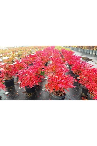 Cennet Bambusu Bitkisi Nandina Domestica 25-30 Cm Saksıda