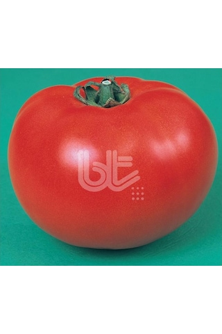 Domates Tohumu Ancon 25 GR Ort 10000 Adet Tohum