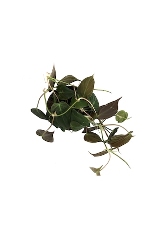 Philodendron Micans Ø12 CM Y25-30 CM
