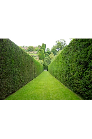 YEŞİL MAZI FİDANI 5 ADET -  ÇİT BİTKİSİ ( Thuja Orientalis )
