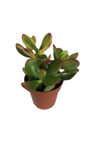 Crassula Ovata Sunset - Para Bitkisi 8,5 Luk