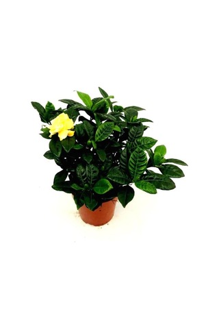 Gardenia - Gardenya N11.4698