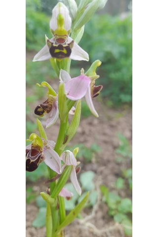 Dogal Salep Fidanı 3 Kg