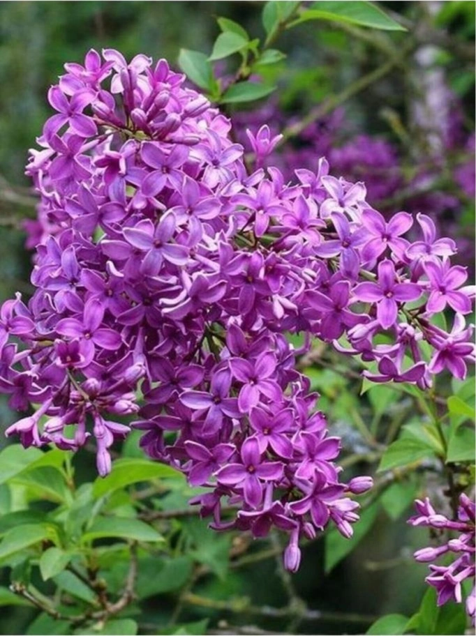 Leylak Lilac Fidanı 30-60 Cm