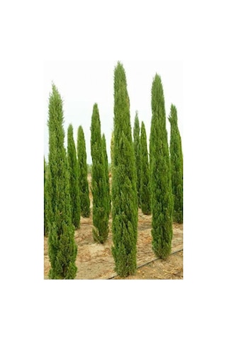 Akdeniz Servisi Cupressus Sempervirens 10 Adet