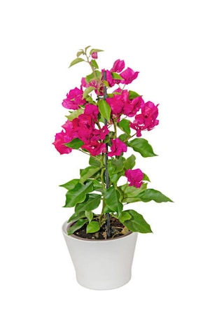 Pembe Renkli 1 Adet Çiçekli Bodur Begonvil Çiçeği Bougainvillea