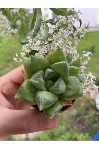 Blacksand Haworthia 1 Adet