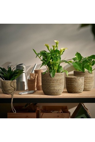Ikea Sandödla Rattan Saksı, Su Sümbülü 86028378