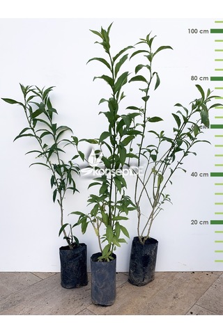 Melisa-Parfüm Çalısı-Gece Yasemini