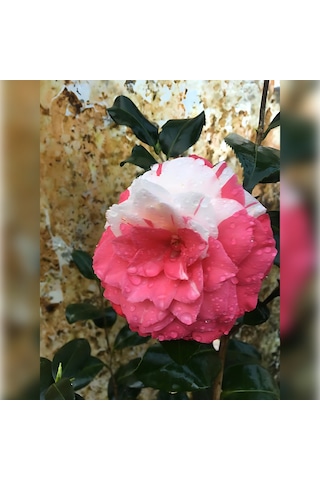 Kamelya Kırmızı Beyaz 3 Renk Açar 50-80 Cm Özel Ürün