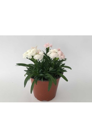 Bodur Karanfil Çiçeği Kırmızı-pembe-beyaz-mor 10-15cm 3 Adet