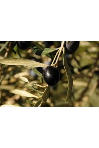 Bursatarım Gemlik Zeytin Fidanı tüplü/saksılı