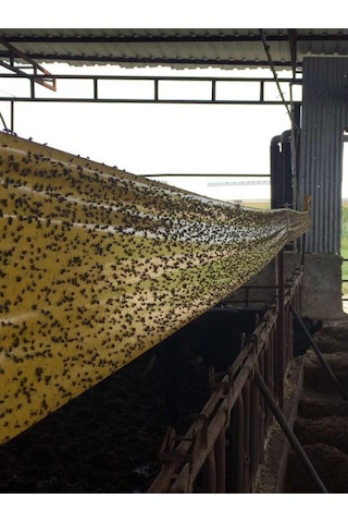 Karasinek Tuzak 0,15 X 50 Mt