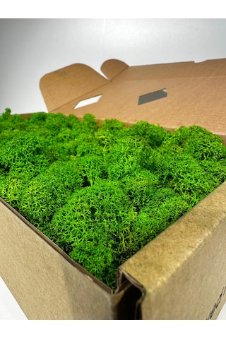 Reindermoss Şoklanmış Norveç Yosunu Terarium Yosunu Grass Green Light 500 Gr.