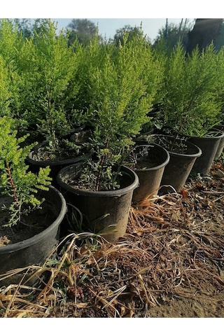 Limon Selvi Çam 10 Adet Kokulu Cupressus Macrocarpa Goldcrest Saksılı 40-50 Cm
