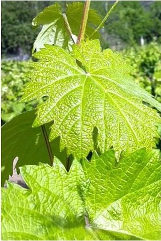 Tüplü Yapraklık Sarmalık Gölgelik Bağ Asma  Fidanı
