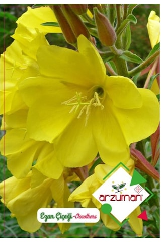 Arzuman Süs Bitki Ezan Çiçek Tohumu