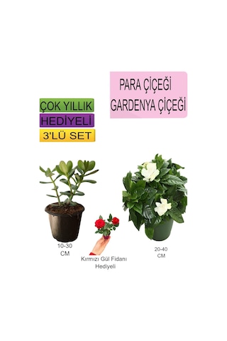 Avantajlı Ürünler 3'lü Set Para Çiçeği Gardenya Çiçeği Kırmızı Gül Fidanı