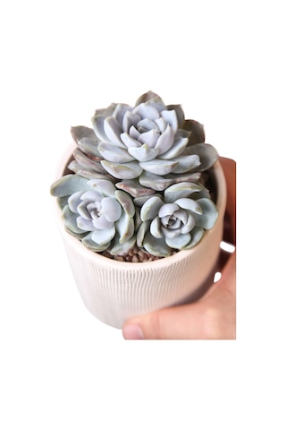 Echeveria Snow Bunny - Sukulent Haangarden