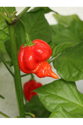 Trinidad Scorpion Pepper / 1,2 2 Milyon Scoville - Gerçek Taze Acı Biber