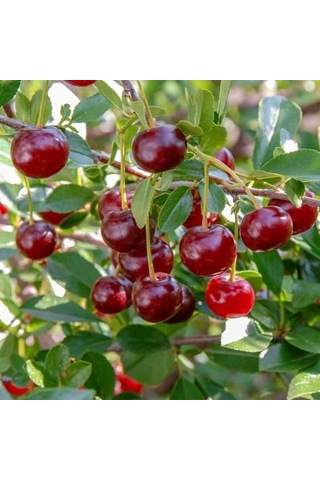 Bodur Vişne Fidanı 1-2 Yaş Arası Saksılı