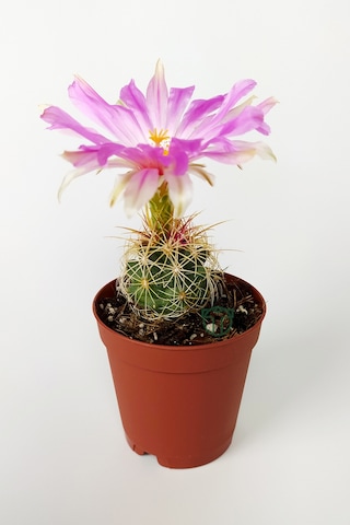 Thelocactus Bicolor Özel Tür Kaktüs 5.5 Cm Saksıda