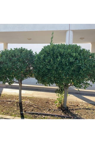 Tüplü Defne Fidanı 40-60cm
