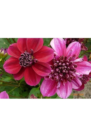 20 Adet Early Bırd Dahlıa Mixed Colors Flower Tohumu