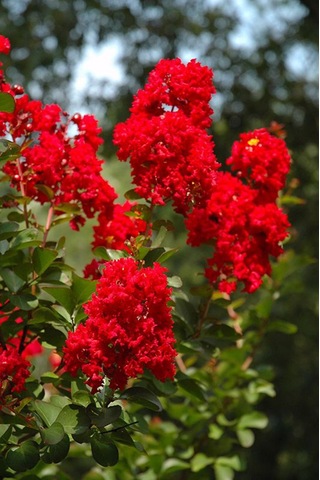 Siyah Oya Fidanı Kırmızı Çiçekli 1-2 Yaş Arası