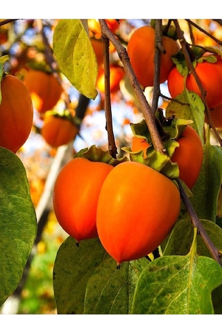 Çikolata Aromalı Trabzon Hurma Fidanı ( Cennet Elması )