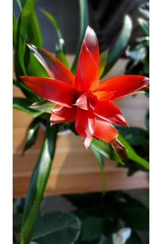 Guzmania Lingulata - Scarlet Star 303