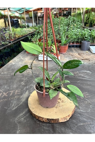 Hoya Mum Çiçeği Sarmaşık