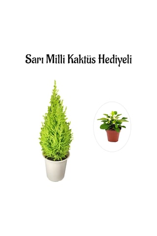 Limon Kokulu Salon Limon Çamı Sevgililer Gününe Özel Sarı Milli Hediyeli