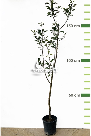 Elma Golden Delıcıous Fidanı N11.893