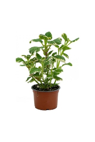 Çok Avantajlı Alacalı Benjamin Çiçeği Kokulu Bitki 1 Adet Saksılı Plectranthus Forsteri 10-20cm