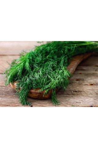 Yerli Dereotu Tohumu, Gönen Çeşidi, 1 Gram, 600 Adet