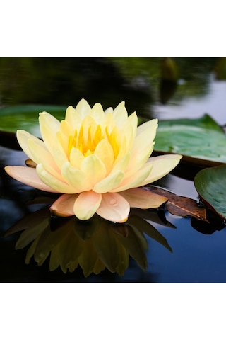 4 Adet Karışık Renklerde Lotus Nilüfer Çiçeği Tohumu