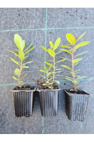 Kocayemiş Dağ Çileği 2 Adet