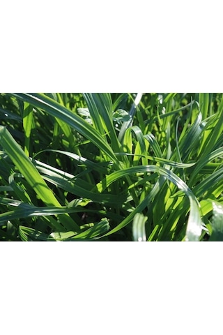 RyeGRass Süt Otu Tohumu Rye GRass ReyGRass 20 KG