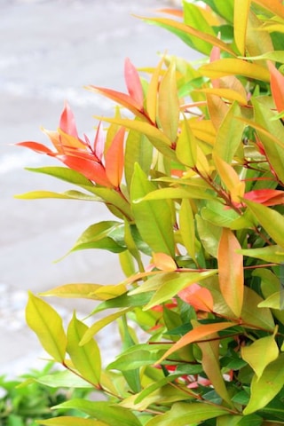 Alev Çalısı Fidanı Çit Bitkisi Photinia 80-90 Cm