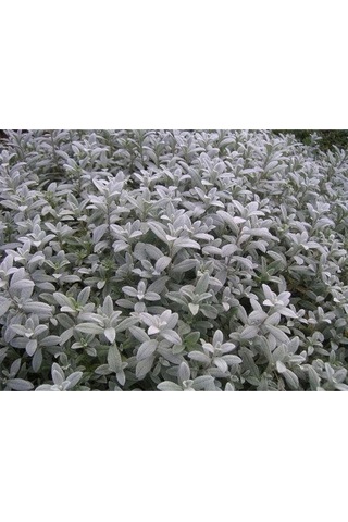 20 Adet Snow In Summer Chickweed Tohumu
