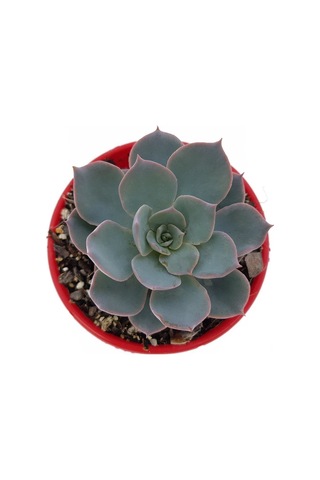 Echeveria Morning Beauty - 50 Adet Sukulent