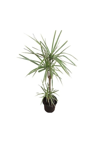 Dracena Marginata Bicolor (2 Kök 100 Cm Uzunluğunda)